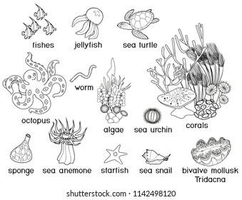 Coloring page. Different underwater marine animals with titles