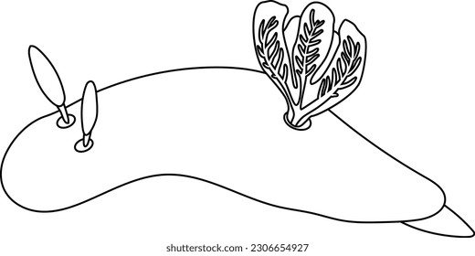 Coloring page with dorid nudibranch isolated on white background