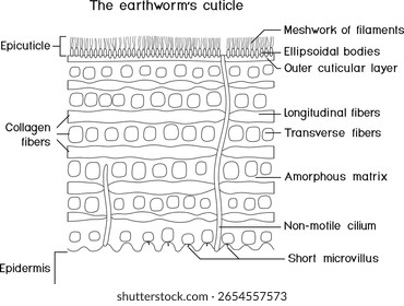 Malvorlage mit Erdwurm-Nagelhautstrukturdiagramm für Biologiestunde