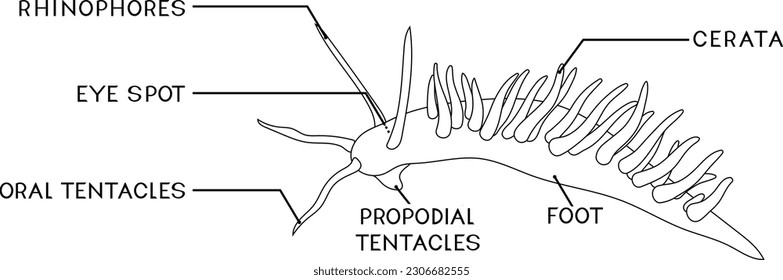 Coloring page with external anatomy of aeolid nudibranch. Structure of sea slug for biology lessons	