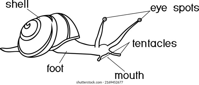 Coloring page with external anatomy of common air-breathing land snail. Structure of White-lipped snail (Cepaea hortensis) for biology lessons