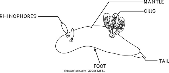 Coloring page with external anatomy of dorid nudibranch. Structure of sea slug for biology lessons	