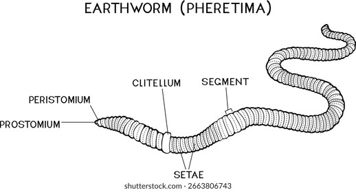 Coloring page with external structure of earthworm (pheretima) for biology lessons	