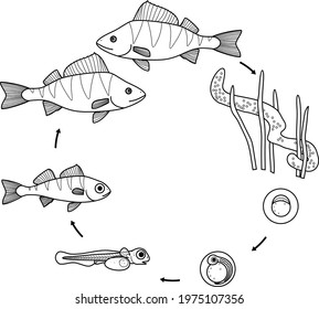 Coloring page with fish life cycle. Sequence of stages of development of perch (Perca fluviatilis) freshwater fish from egg to adult animal