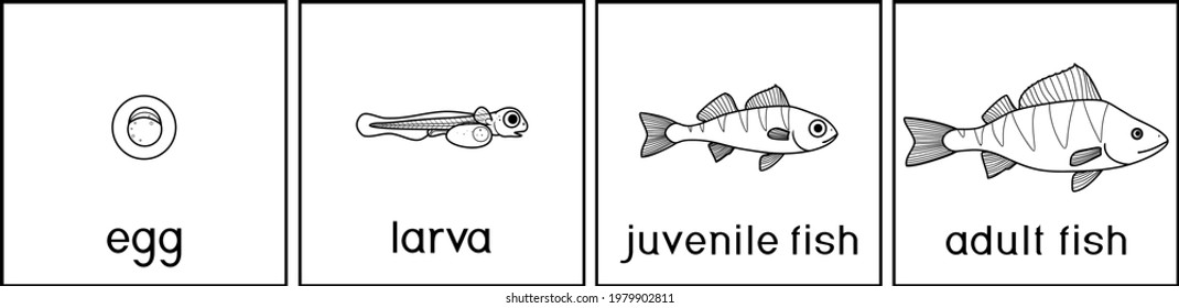Coloring page with fish life cycle. Sequence of stages of development of perch (Perca fluviatilis) freshwater fish from egg to adult animal