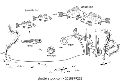 Coloring page with fish life cycle. Sequence of stages of development of perch (Perca fluviatilis) freshwater fish from egg to adult animal in pond