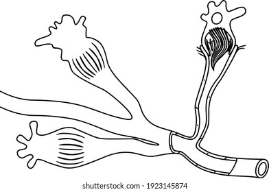 Página de coloreado con la célula de llama de la lombriz plana. Estructura del elemento del sistema de excreción. Protonefridia de la planaria y otros platamicloros