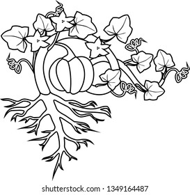 Coloring page with general view of pumpkin plant with fruit, leaves, flowers and root system