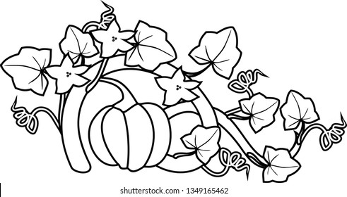 Coloring page with general view of pumpkin plant with fruit, leaves and flowers