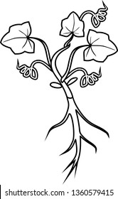 Coloring page with general view of seedling of pumpkin plant with root system and leaves isolated on white background
