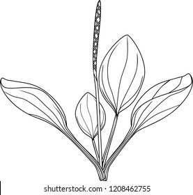 Coloring page with Greater plantain or Plantago major. Plant with leaves and inflorescence isolated on white background