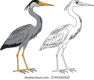 Coloring page with grey heron (Ardea cinerea) isolated on white background