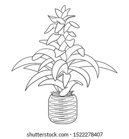 Coloring page. Guzmania flower, tropical house plant in a pot. Colouring picture. Design for adult and kids coloring book.