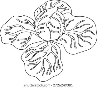 Coloring page with Head of cabbage with leaves isolated on white background