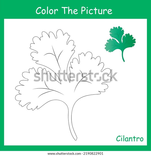 coloring page , herb plants\
, Cilantro