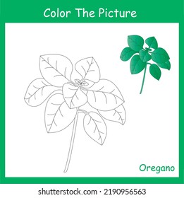 coloring page , herb plants , Oregano