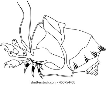 coloring page with Hermit crab
