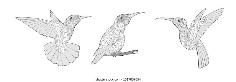 Coloring page with Hummingbird exotic birds, zentangle illustartion set for adult Coloring books or tattoos isolated on white background. Vector monochrome bird collection