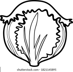Coloring page with iceberg lettuce isolated on white background