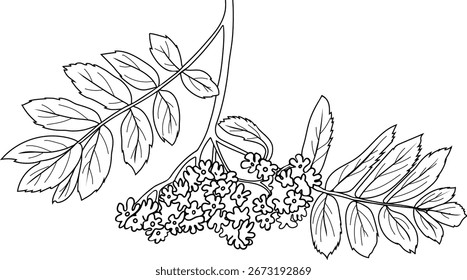 Página colorida com inflorescência de árvore rowan (Sorbus aucuparia) com folhas isoladas sobre fundo branco	