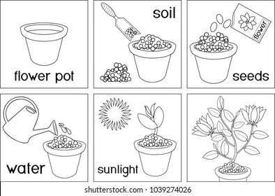 Coloring page. Instructions on how to plant flower in six easy steps with titles. Step by step