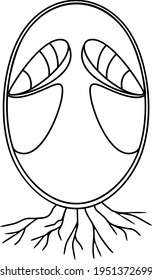 Coloring page with internal structure of immature egg stage of fruiting body of Fly agaric (Amanita muscaria) mushroom