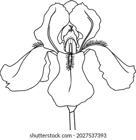 Coloring page with iris flower isolated on white background