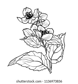 Coloring page with jasmine branch in vcector illustration in realistic design style