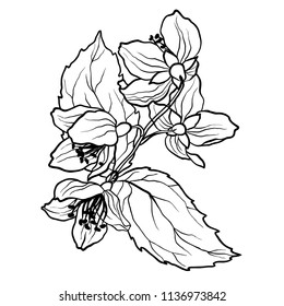 Coloring page with jasmine branch in vcector illustration in realistic design style