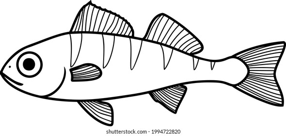 Coloring page with juvenile perch (Perca fluviatilis) freshwater fish isolated on white background