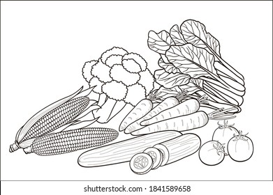 Coloring Page for Kids - Vector image, collection of vegetables