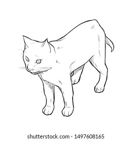 coloring page of a kitten
