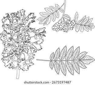 Malvorlage mit großem Eberesche (Sorbus aucuparia) mit vielen Beeren in Krone, Haufen von Eberesche Beeren und Blatt einzeln auf weißem Hintergrund
