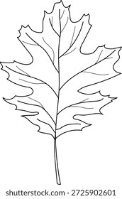 Folha de carvalho vermelho (Quercus rubra) isolada sobre fundo branco