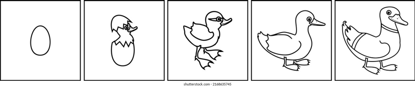 Coloring page with life cycle of bird. Stages of development of wild duck (mallard) from egg to duckling and adult bird isolated on white background