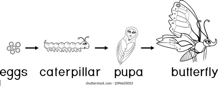 coloring pages butterfly life cycle