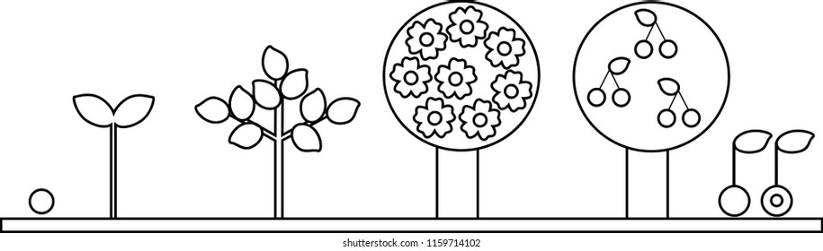 Coloring page. Life cycle of cherry tree. Plant growth stage from seed to tree with fruits