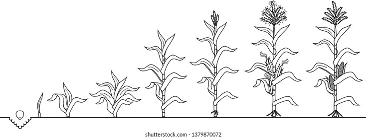 Coloring page with life cycle of corn (maize) plant. Growth stages from seed to flowering and fruiting plant isolated on white background