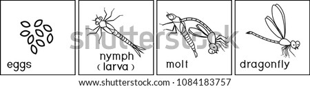 Coloring page. Life cycle of dragonfly