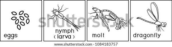 Coloring page. Life cycle of dragonfly