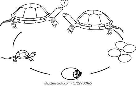 Turtle Life Cycle Images Stock Photos Vectors Shutterstock