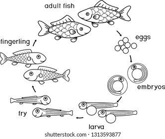 fingerling coloring pages