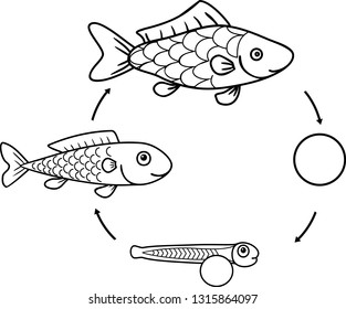 Coloring page with life cycle of fish. Sequence of stages of development of fish from egg (roe) to adult animal