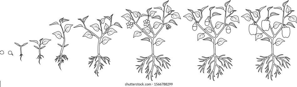 Coloring Page Life Cycle Pepper Plant Stock Vector (Royalty Free