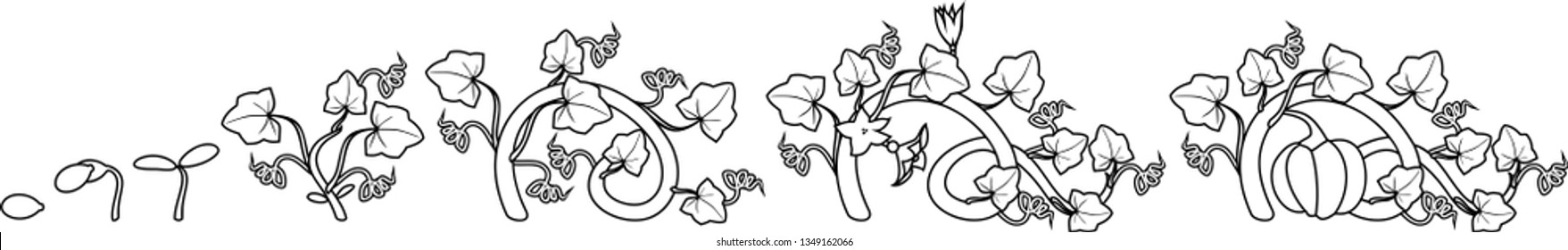 Coloring page with life cycle of pumpkin plant. Growth stages from seeding to flowering and fruit-bearing pumpkin plant