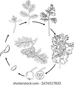 Coloring page with life cycle of rowan tree (Sorbus aucuparia). Growth stages from seed and sprout to old tree isolated on white background