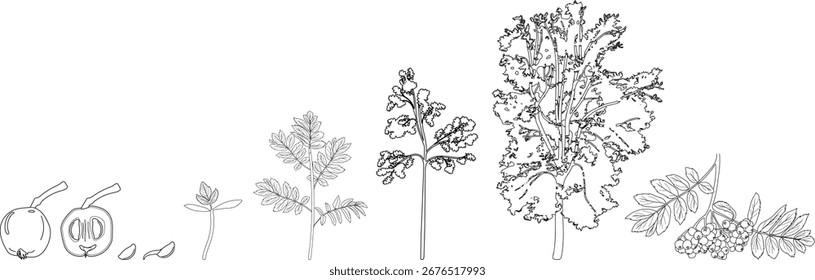 Coloring page with life cycle of rowan tree (Sorbus aucuparia). Growth stages from seed and sprout to old tree isolated on white background
