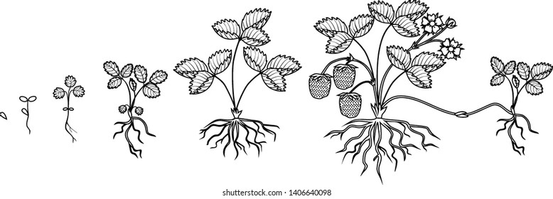 Coloring page with Life cycle of strawberry isolated on white background. Plant growth stage from seed to strawberry plant with ripe berries