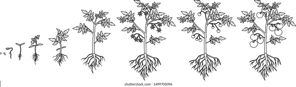 Coloring Page Life Cycle Tomato Plant Stock Vector Royalty Free 1499705096