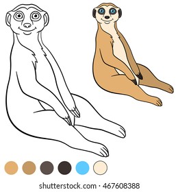 Coloring page. Little cute meerkat sits and smiles.